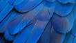 © Vitor - Detalhe de pena azul intensa em close-up