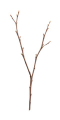 A single brown tree branch isolated on transparent background
