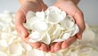 © Demok - White Rose Petals In Hands