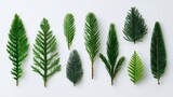Collection of various green coniferous leaves arranged flat lay white background, showcasing different textures and shapes. monochromatic nature study highlights diversity of evergreen foliage