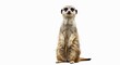 © Martin - Suricate curieux regarde attentivement fond blanc lumi�re douce. AI Generated