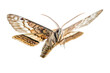 © Animal Kingdom - Close-up of a large moth with intricate wing patterns in mid-flight.