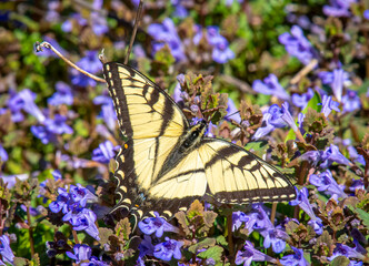 Wall Mural - Eastern Tiger Swallowtail Butterfly