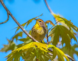 Wall Mural - Palm Warbler