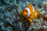 Anemone dwelling clownfish
