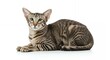 ©  Yassine DS - Beautiful brown tabby cat with green eyes sitting elegantly on white background, perfect for pet photography and commercial advertising