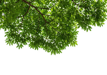 Green tree leaves and branches isolated on transparent background, representing nature and growth in summer or spring
