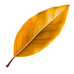 Wall Mural - Single golden autumn leaf with prominent veins on white background, cut out transparent
