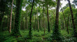 © Eavil - Lush green forest trees nature landscape scenic beauty tranquil environment woodland ecosystem environment 100
