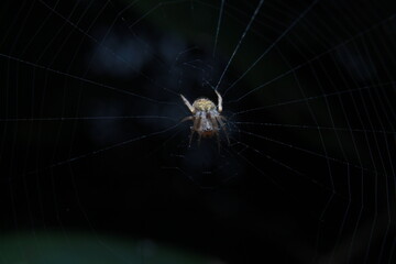 A spider is spinning a web.