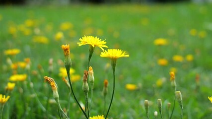 Wall Mural - yellow hawkweed flowers waving in a field