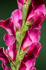 Wall Mural - Vibrant close-up of a pink gladiolus flower against a green background