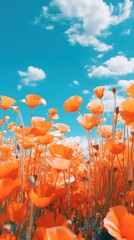 Wall Mural - summer flower sky backgrounds.