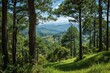 © Eksistensi - Lush mountain vista framed by pine trees