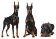 © Aurora Aesthetics - PNG Doberman Pinscher Dog Transparent Isolated White Background Elegant