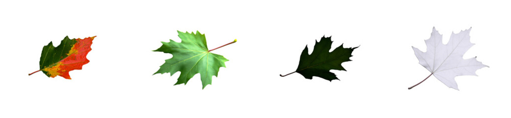 Wall Mural - Four Autumn Leaves Displaying Varying Stages of Color Change, cut out transparent
