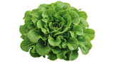 Isolated lettuce