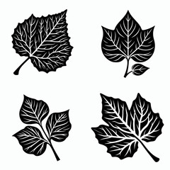 cottonwood leaf shape. retro vintage line art clipart silhouette vector illustration. poplar foliage