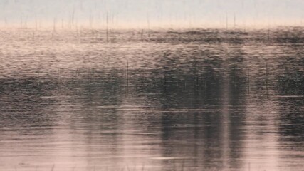 Wall Mural - morning mist gently blankets the calm river, reflecting the serene sky and distant trees