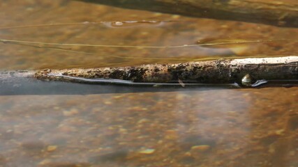 Wall Mural - green reptiles in clear flowing water, wet rocks by a nature stream