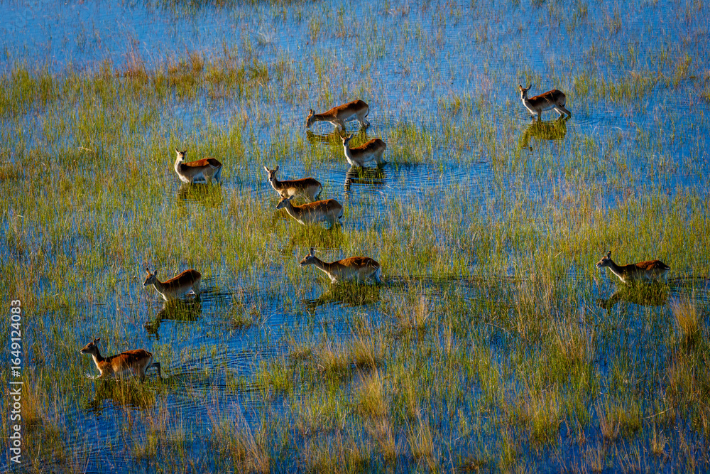Aerial view of red lechwe (Kobus leche) wading gracefully through ...