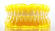© Aan - Yellow plastic dental model, teeth