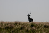 Male Blackbuck Antelope in Pampas plain environment, La Pampa province, Argentina