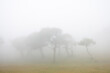 © Dmytro - A group of relatively young and not very tall laurel trees in the fog. Mystical forest of Fanal on the island of Madeira, Portugal.
