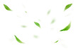 © escapejaja - Green Floating Leaves Flying Leaves Green Leaf Dancing on transparent background png file