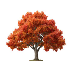 vibrant autumn maple tree isolated with detailed foliage for nature art and design projects