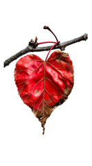 Wall Mural - Heart-shaped red autumn leaf attached to a bare tree branch, cut out transparent
