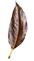 Wall Mural - Single Brown Leaf with Veins and Stem on Gray Background, cut out transparent