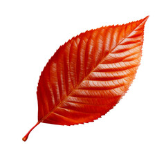 Wall Mural - Single Red Autumn Leaf with Serrated Edge and Visible Veins, cut out transparent