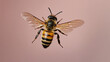 © MOHAMED - Honeybee in flight captured mid-air against clean pastel background, high-detail wings and body texture