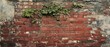 © grafixcareer - Aged red brick wall with green vines and patches of plaster, providing a textured backdrop.