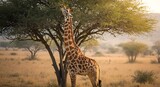 A Tall Giraffe Eating Leaves from a Tree