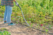 © Valerii Honcharuk - Garden hand metal tool hoe for weed control, soil cultivation, on vegetable beds