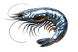 © Krtola  - Chrome shrimp sculpture isolated on transparent background, creating a unique and visually striking image