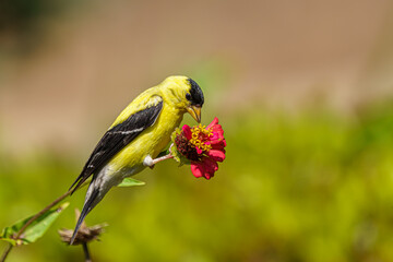 Wall Mural - A goldfinch feeding on a red zinnia flower