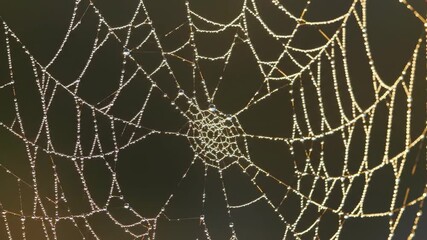 Intricate Web: Close-up shot of a spider web, gleaming with tiny water droplets, showcases the delicate structure of nature.