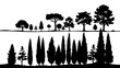 © Lisa - Set of Mediterranian, Italian or Tuscan cypresses illustration. Valley of trees of different sizes. Black sihlouette of coniferous evergreen Pencil pine isolated on white background.