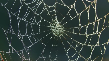 Spider Web and Dewdrops: A close-up shot of a glistening spider web adorned with morning dewdrops, showcasing intricate design and delicate beauty in the heart of nature.