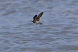 Barn swallow flying  over water