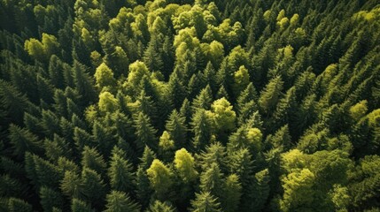  dense evergreen forest, aerial view, lush green canopy, sunlight filtering through the trees, dramatic shadows, dense foliage, textured bark, natural landscape, peaceful, serene, dreamlike, breathtaki