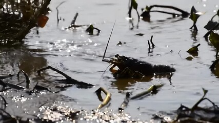 Dark Crayfish Near Fishing Net in Murky Water