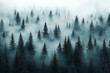 © Luminous Visions - Foggy forest scene with evergreen trees creating a mysterious atmosphere