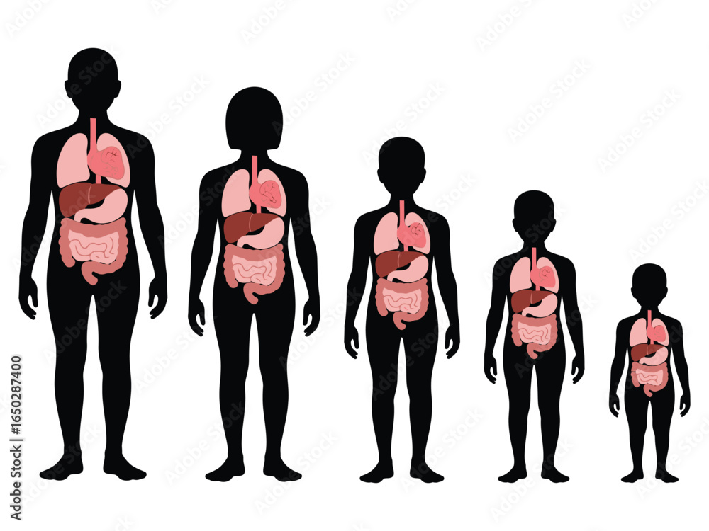 Human silhouettes showing internal organs at various stages of growth ...