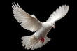 © Muhammad - A graceful white dove in mid-flight with its wings spread wide, isolated on a black background.