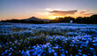 © mtsbraja - Vibrant Blue Flowers Field Illuminated By Sunset Sunlight Across Horizon and Mountainous Background