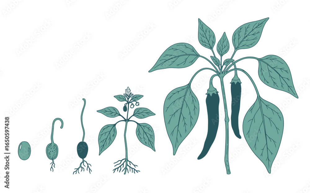 Chili Pepper Plant Life Cycle Illustration Showing Growth Stages from ...